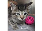 Adopt Whitley a Domestic Shorthair / Mixed (short coat) cat in Tool