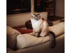Adopt Bali a White (Mostly) Ragdoll / Mixed (medium coat) cat in Hot Springs