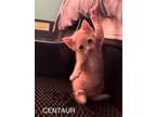 Adopt Centaur a Tan or Fawn Domestic Shorthair / Mixed (short coat) cat in