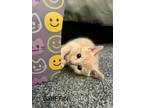 Adopt Griffin a Tan or Fawn Domestic Shorthair / Mixed (short coat) cat in