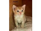 Adopt Fairy a Orange or Red Tabby Domestic Shorthair / Mixed (short coat) cat in