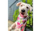 Adopt Margot a White Westie, West Highland White Terrier / Dachshund / Mixed dog