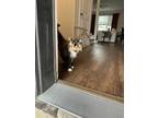 Adopt Marlowe a Calico or Dilute Calico Calico / Mixed (medium coat) cat in