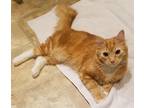 Adopt Oro a Orange or Red Domestic Mediumhair / Mixed (medium coat) cat in
