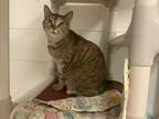 Adopt Nala a Brown Tabby Domestic Mediumhair (medium coat) cat in Huntsville
