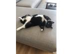 Adopt Bagheera a Black & White or Tuxedo Domestic Shorthair / Mixed (short coat)