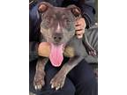 Adopt 329 a Brown/Chocolate - with White Pit Bull Terrier / Mixed dog in