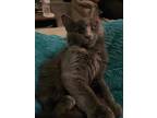 Adopt Rocket a Gray or Blue Nebelung (long coat) cat in Duette, FL (40967703)