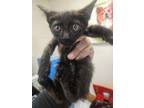 Adopt 55896049 a All Black Domestic Shorthair / Domestic Shorthair / Mixed cat