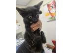 Adopt 55896062 a All Black Domestic Shorthair / Domestic Shorthair / Mixed cat