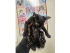 Adopt 55896072 a All Black Domestic Shorthair / Domestic Shorthair / Mixed cat