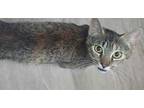 Adopt Toffee a Brown Tabby Domestic Shorthair / Mixed Breed (Medium) / Mixed