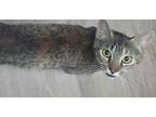 Adopt Toffee a Brown or Chocolate Domestic Shorthair / Domestic Shorthair /