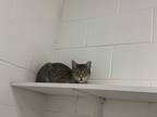 Adopt Scooter a Brown Tabby Domestic Shorthair (short coat) cat in Huntsville