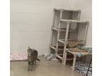 Adopt Teddy a Brown Tabby Domestic Shorthair (short coat) cat in Huntsville