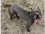 Adopt 331 a Brindle - with White Pit Bull Terrier / Mixed dog in Bloomfield