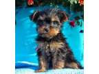 THDG Yorkshire Terrier Puppies Ready Now