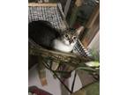 Adopt lego a Brown Tabby Domestic Shorthair / Mixed (short coat) cat in Laurel