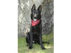 Adopt Duncan a Black German Shepherd Dog / Mixed dog in Dana Point