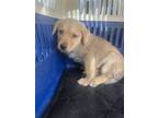 Adopt Trapper a White - with Tan, Yellow or Fawn Australian Shepherd / Shepherd