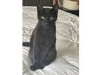 Adopt Snowball a Black (Mostly) Bombay / Mixed (short coat) cat in Davenport