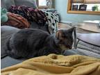 Adopt Munchkin a Gray, Blue or Silver Tabby Domestic Shorthair / Mixed (short