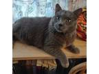 Adopt Ignacio a Domestic Shorthair / Mixed cat in Des Moines, IA (41431994)