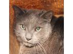 Adopt Ignacio a Domestic Shorthair / Mixed cat in Des Moines, IA (41431994)