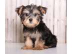 UAGD Teacup Yorkshire Terrier Puppies