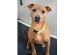 Adopt Geno a Brown/Chocolate American Pit Bull Terrier / Mixed Breed (Medium) /