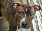 Adopt Cruze a Brindle American Pit Bull Terrier / Mixed dog in Bowling Green