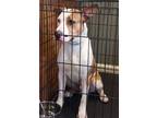 Adopt Leif a Tan/Yellow/Fawn American Pit Bull Terrier / Mixed Breed (Medium) /