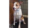 Adopt Leif a Tan/Yellow/Fawn American Pit Bull Terrier / Mixed dog in West