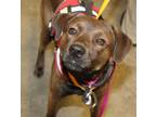 Adopt Speedy a Black Labrador Retriever / Mixed dog in Bowling Green