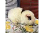 Adopt Itty Bitty a White Guinea Pig / Guinea Pig / Mixed small animal in