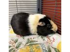 Adopt Melody a Black Guinea Pig / Guinea Pig / Mixed (short coat) small animal