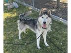 Adopt Cyrus a Siberian Husky / Mixed dog in Tulare, CA (41431913)