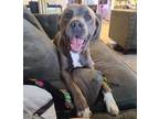 Adopt Apollo a White - with Gray or Silver American Pit Bull Terrier / Mixed dog