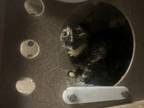 Adopt TPU-4300 Birch a All Black Domestic Shorthair / Domestic Shorthair / Mixed