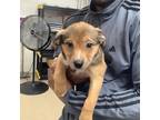 Adopt 4 a Brown/Chocolate German Shepherd Dog / Mixed dog in Fort Worth