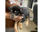 Adopt 1 a Black German Shepherd Dog / Mixed dog in Fort Worth, TX (41431717)