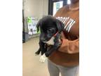 Adopt 2 a Black German Shepherd Dog / Mixed dog in Fort Worth, TX (41431713)