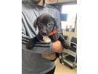 Adopt 3 a Black German Shepherd Dog / Mixed dog in Fort Worth, TX (41431709)