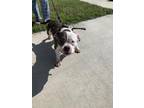 Adopt Clementine a White American Pit Bull Terrier / Mixed dog in Fort Worth