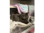 Adopt Chef a Gray or Blue Domestic Longhair / Domestic Shorthair / Mixed cat in