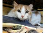 Adopt Skitty a Orange or Red Domestic Mediumhair / Domestic Shorthair / Mixed