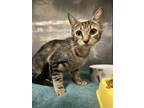 Adopt Raven a Tan or Fawn Domestic Shorthair / Domestic Shorthair / Mixed cat in