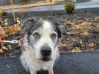 Adopt Rascal a Black Collie / Mixed dog in Augusta, ME (41035345)