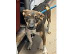 Adopt Penelope a Brown/Chocolate Mixed Breed (Small) / Mixed dog in Chamblee
