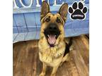 Adopt Cadillac a Brown/Chocolate German Shepherd Dog / Mixed dog in Tangent